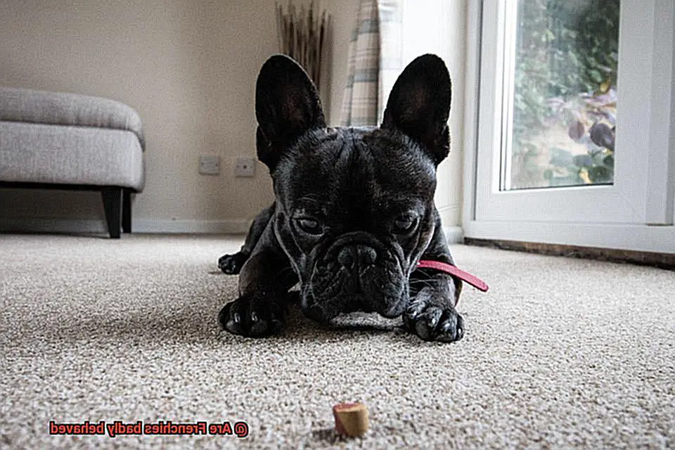 Are Frenchies badly behaved-5