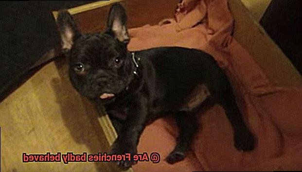 Are Frenchies badly behaved-9