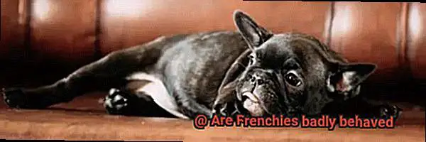 Are Frenchies badly behaved-11