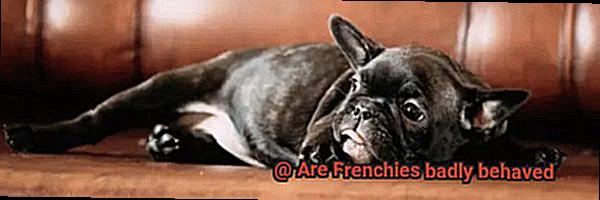 Are Frenchies badly behaved-11