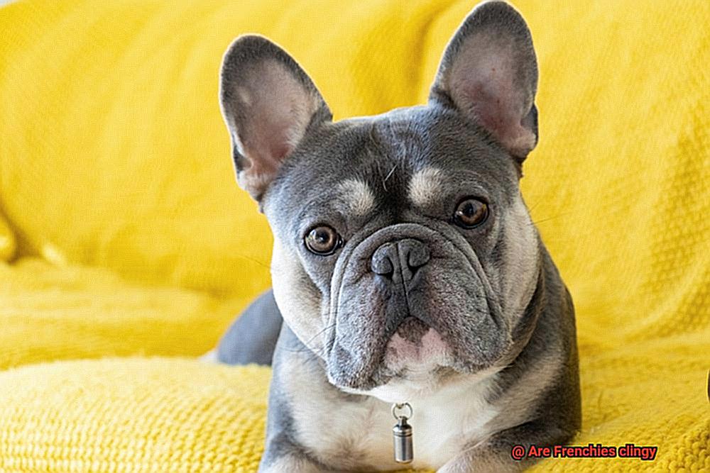 Are Frenchies clingy-4