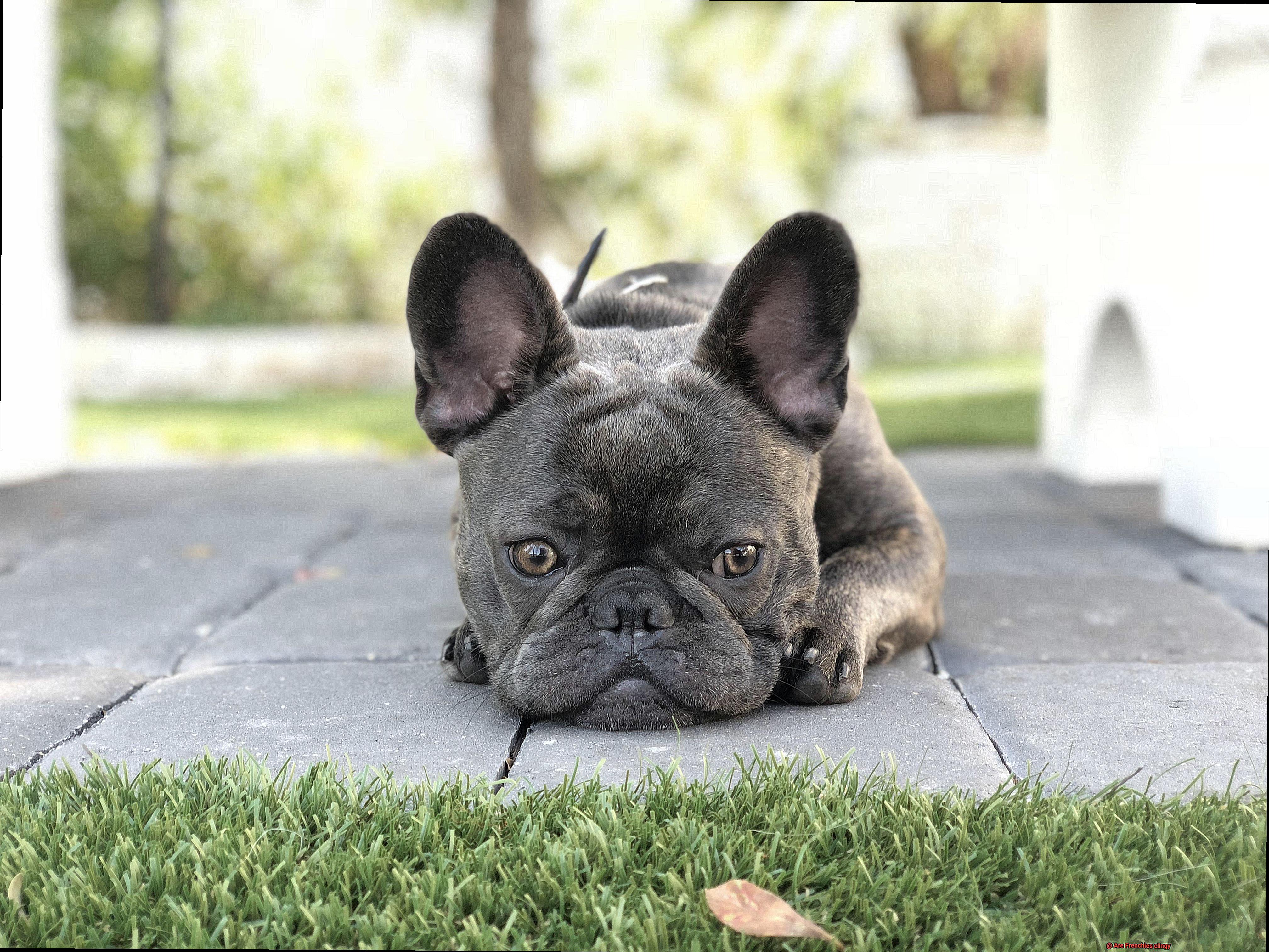 Are Frenchies clingy-2
