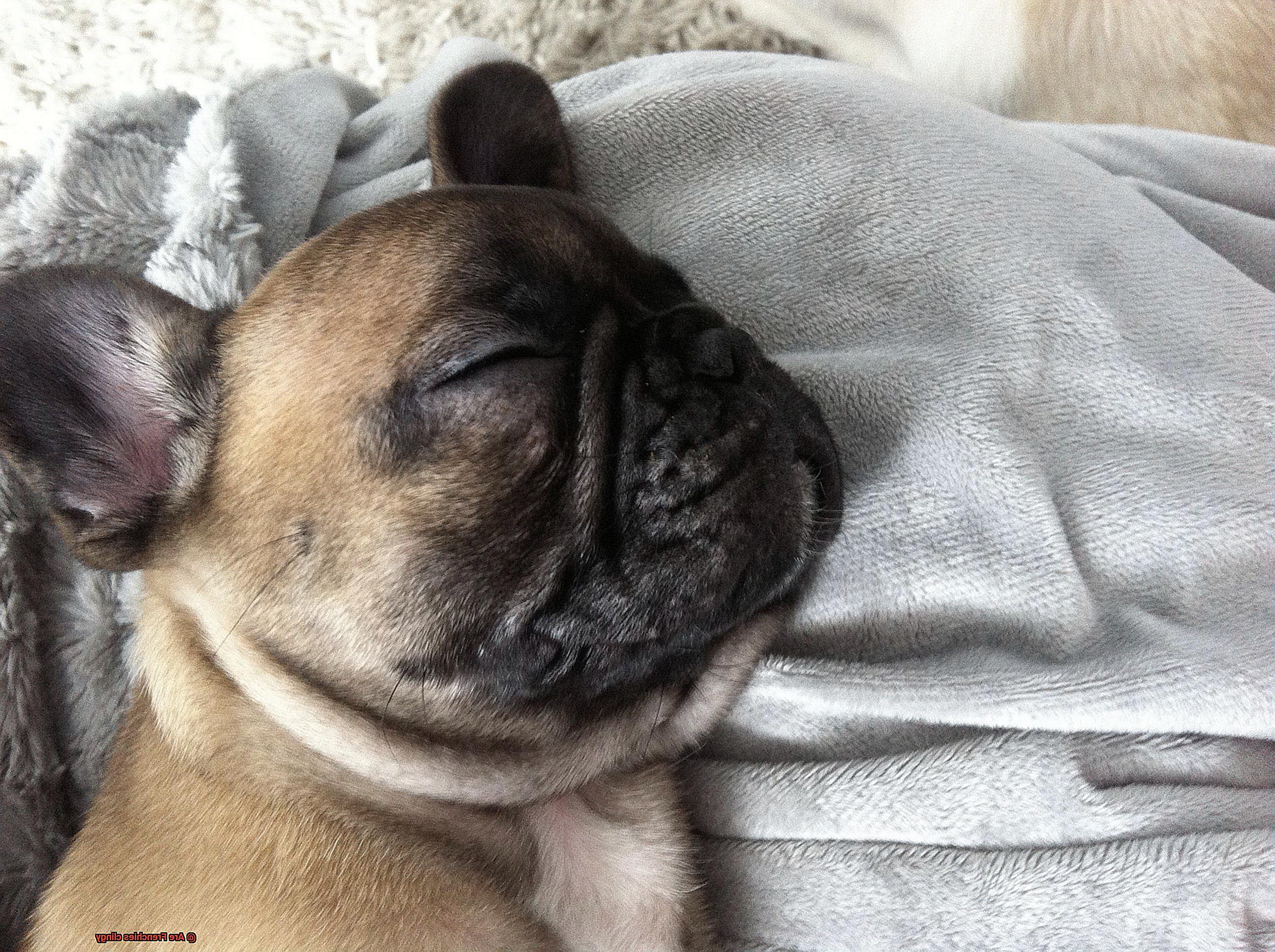 Are Frenchies clingy-9