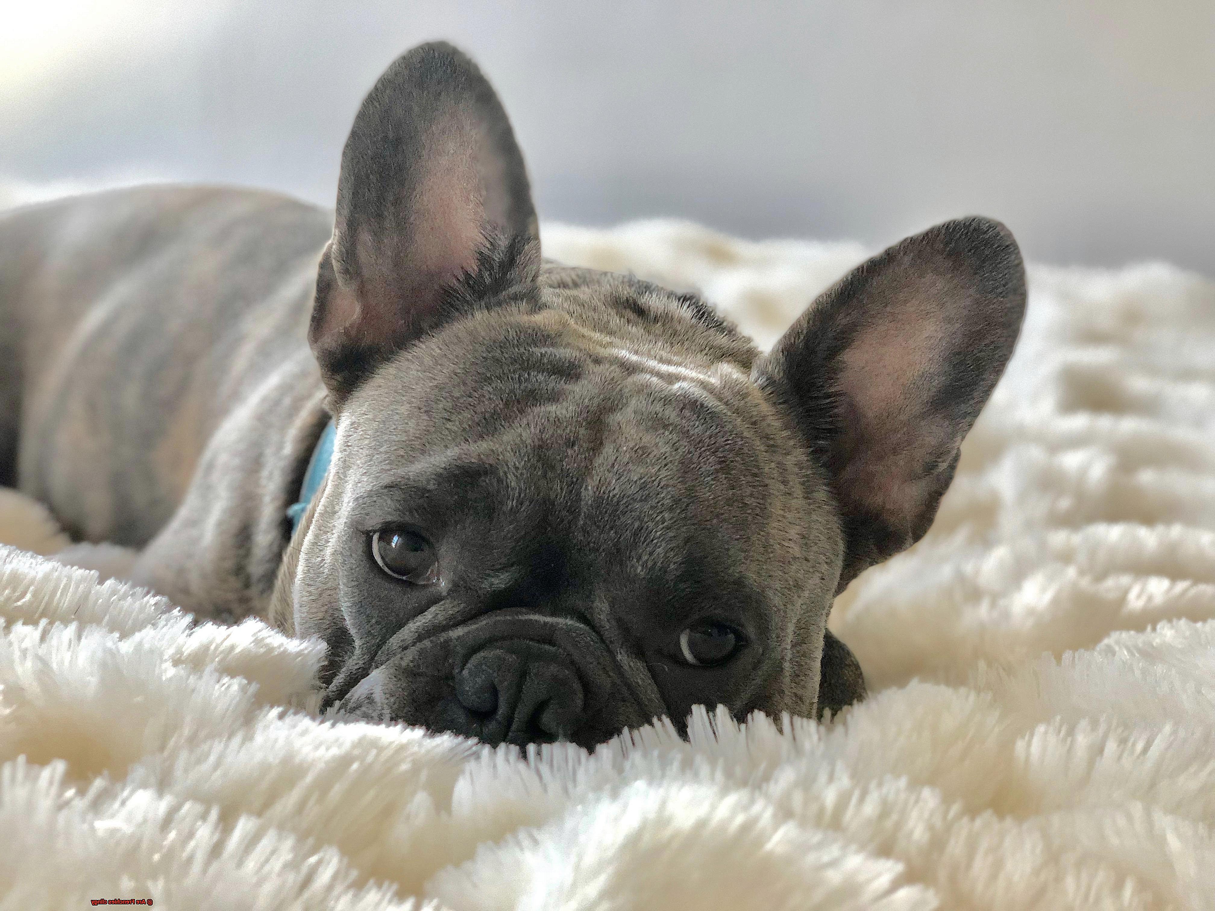 Are Frenchies clingy-6