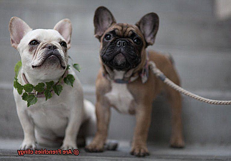 Are Frenchies clingy-8