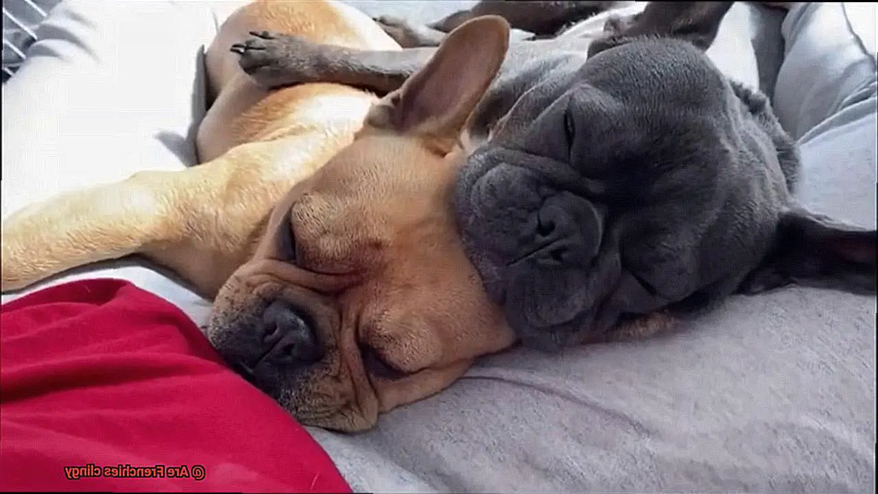 Are Frenchies clingy-7
