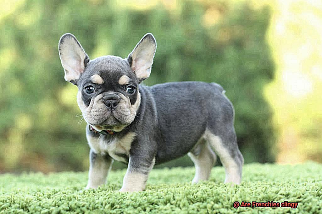 Are Frenchies clingy-3