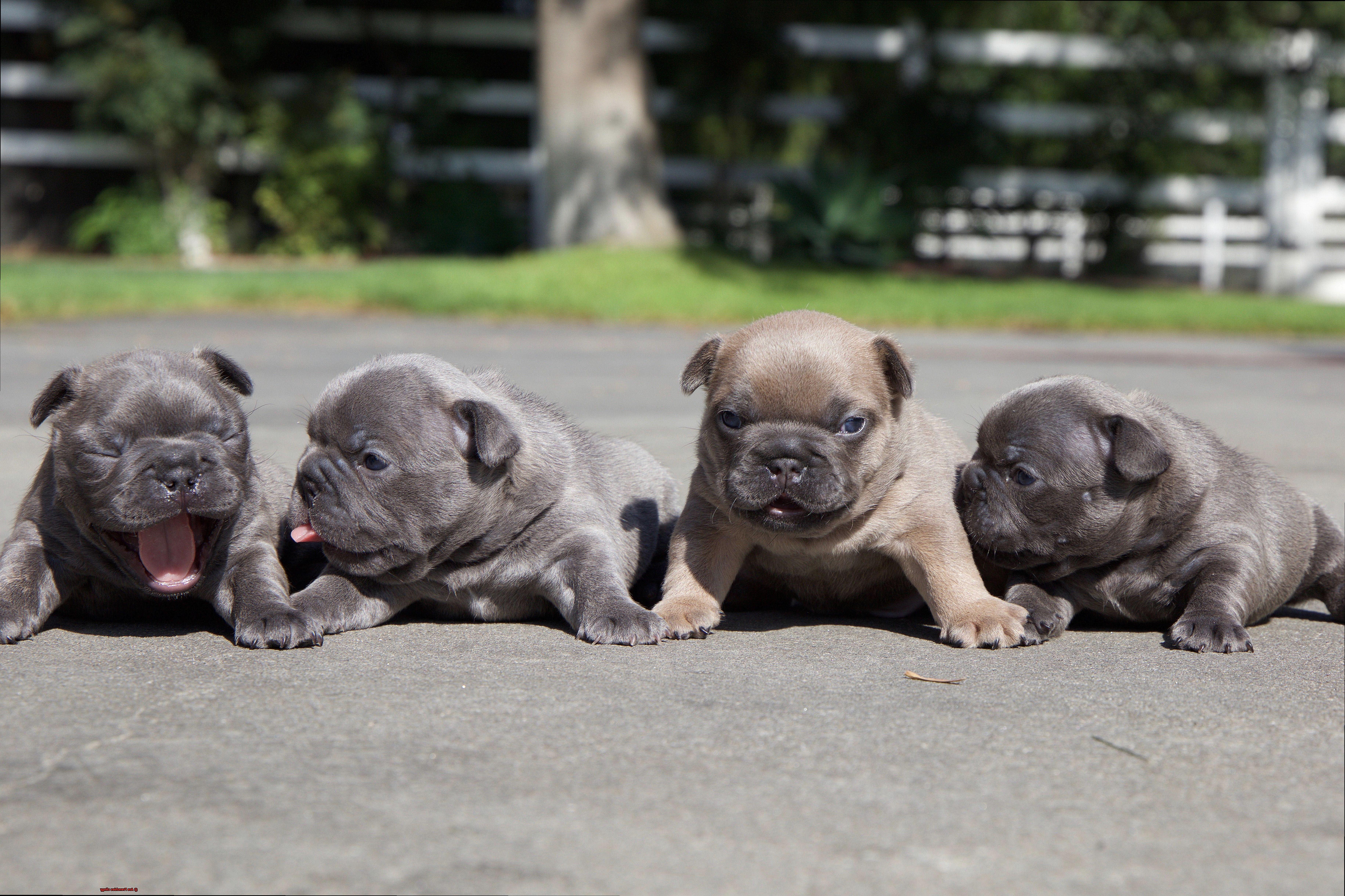Are Frenchies clingy-5