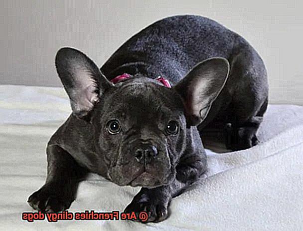 Are Frenchies clingy dogs-7