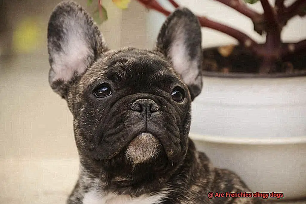 Are Frenchies clingy dogs-13
