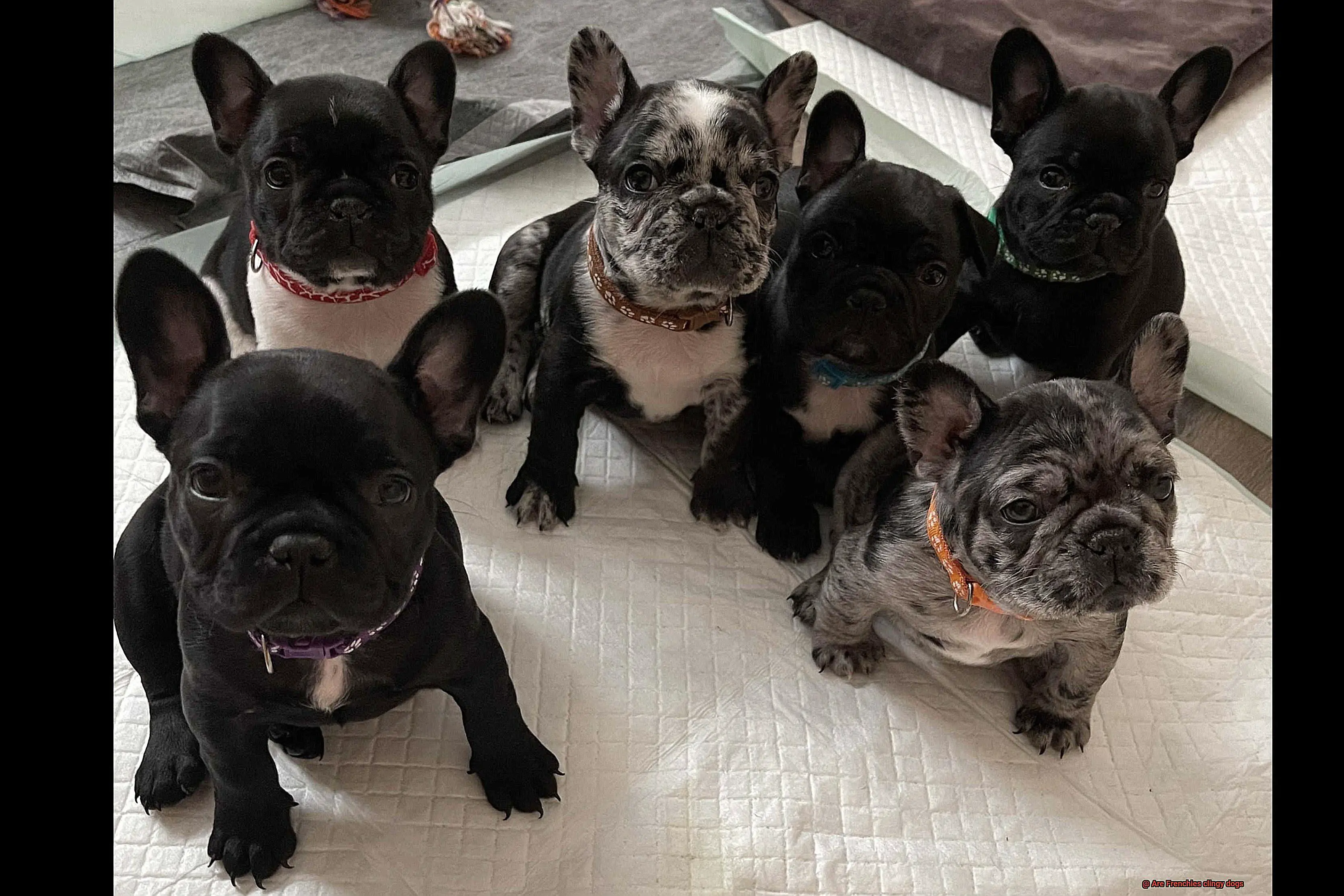 Are Frenchies clingy dogs-15