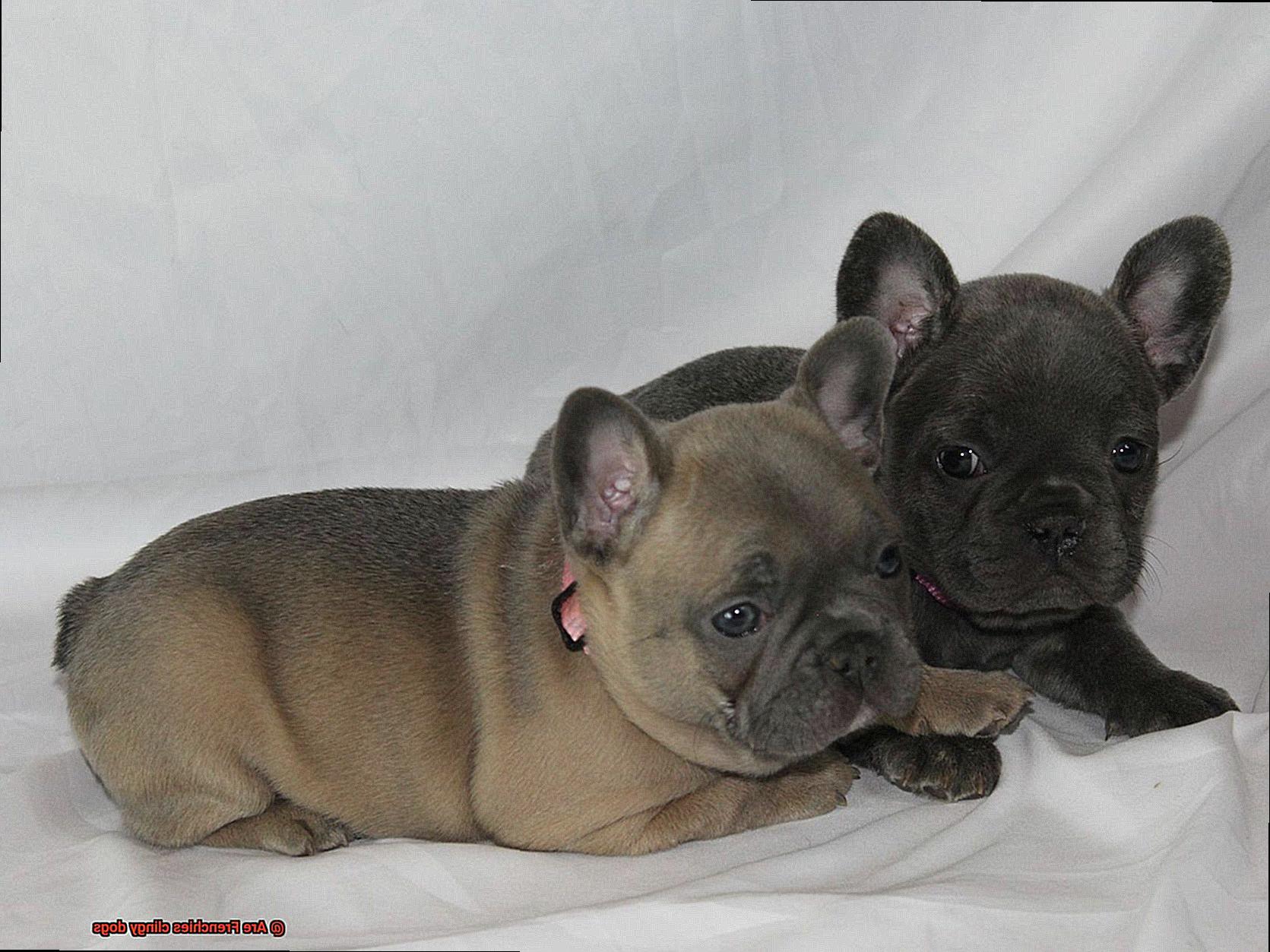 Are Frenchies clingy dogs-5
