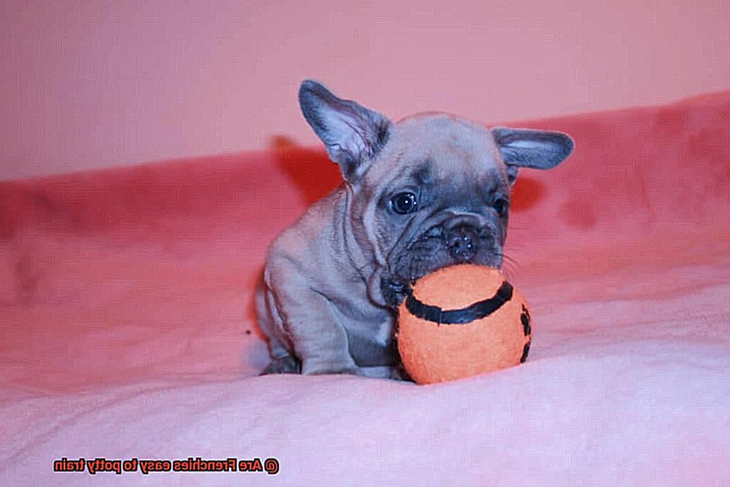 Are Frenchies easy to potty train-4