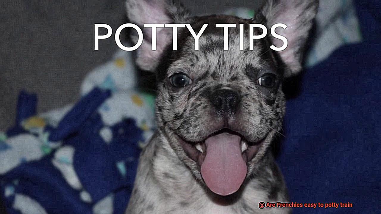 Are Frenchies easy to potty train-2