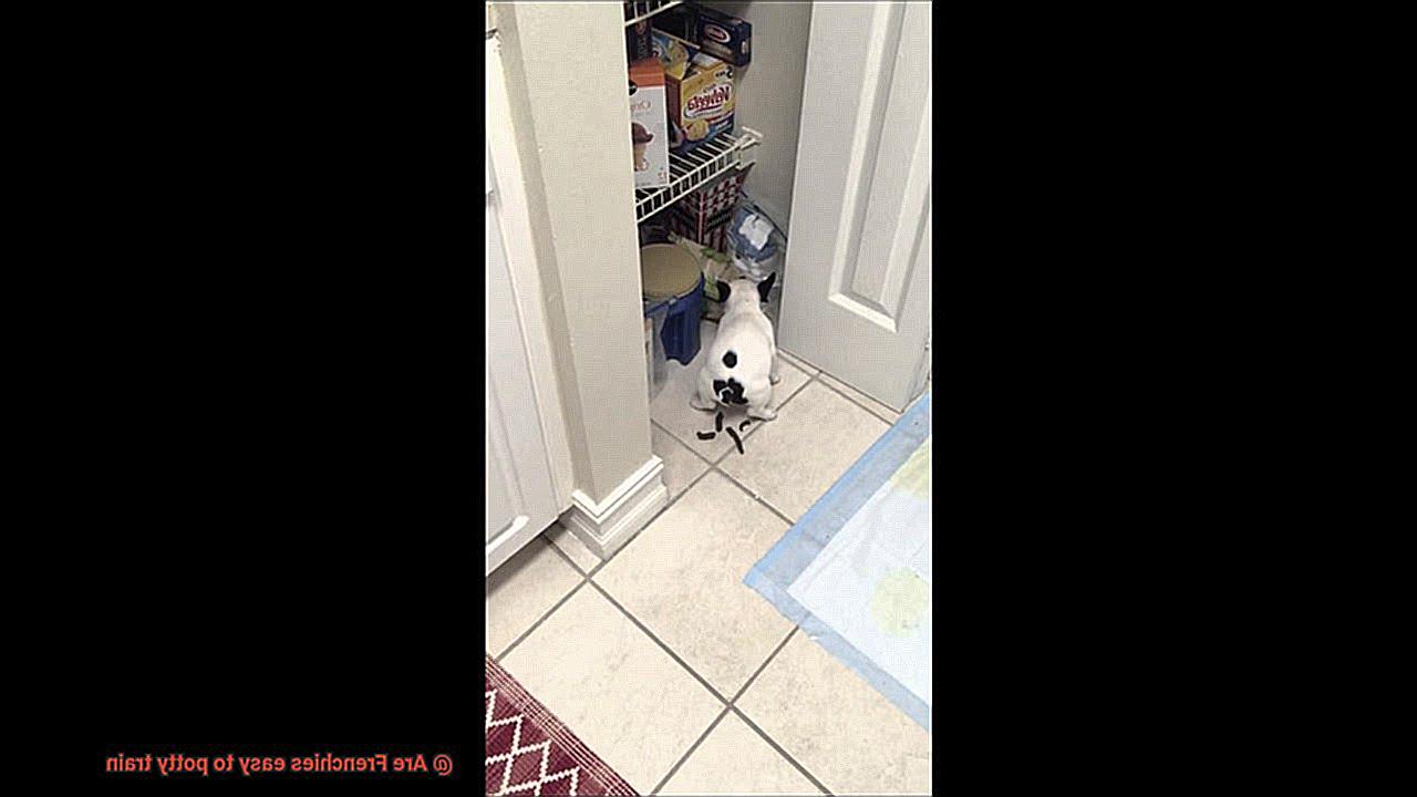 Are Frenchies easy to potty train-14