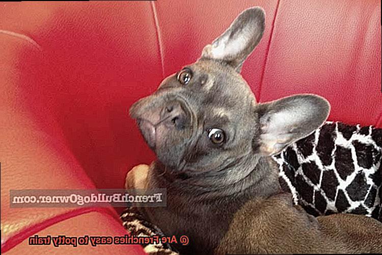 Are Frenchies easy to potty train-3