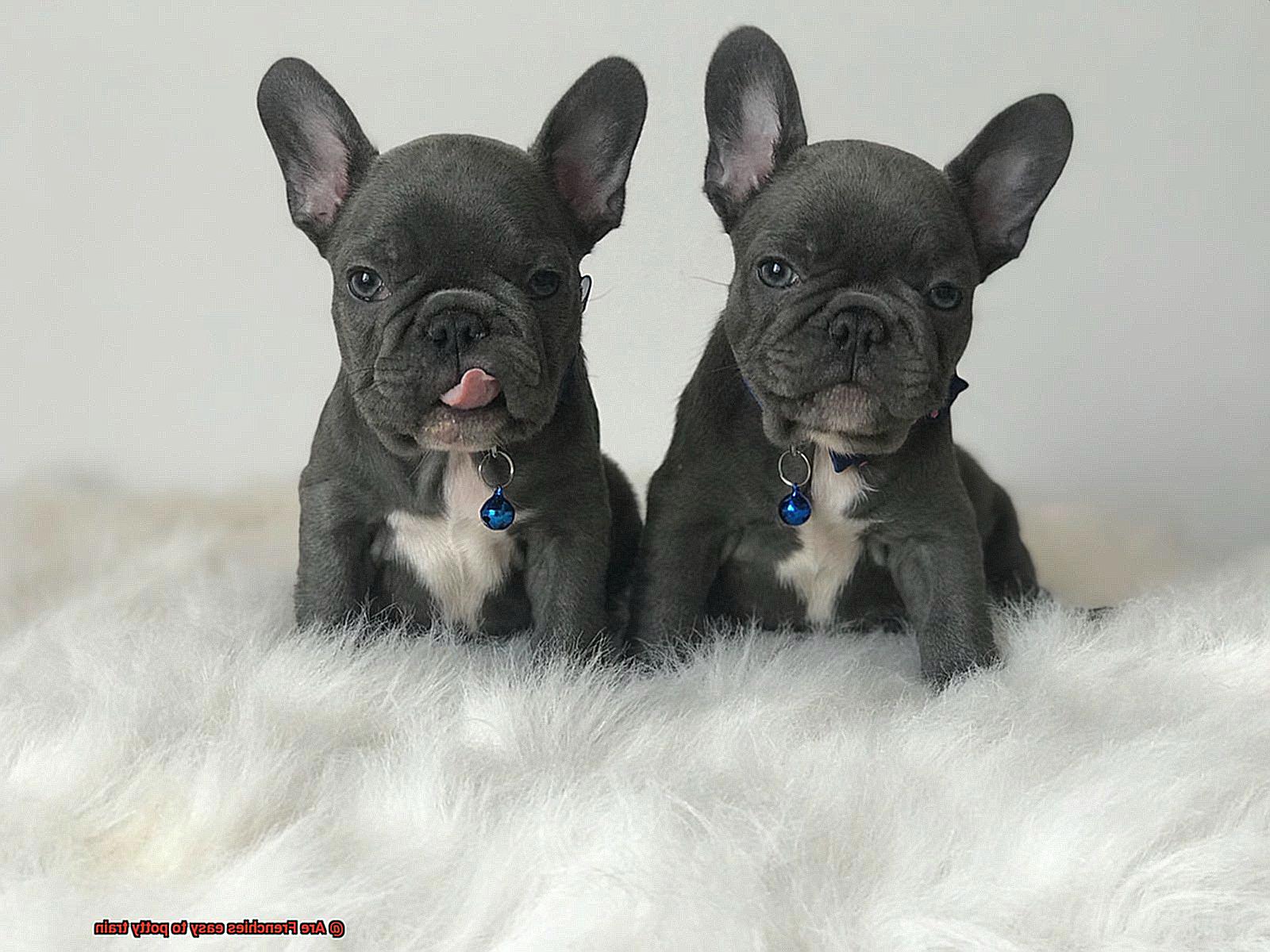 Are Frenchies easy to potty train-5