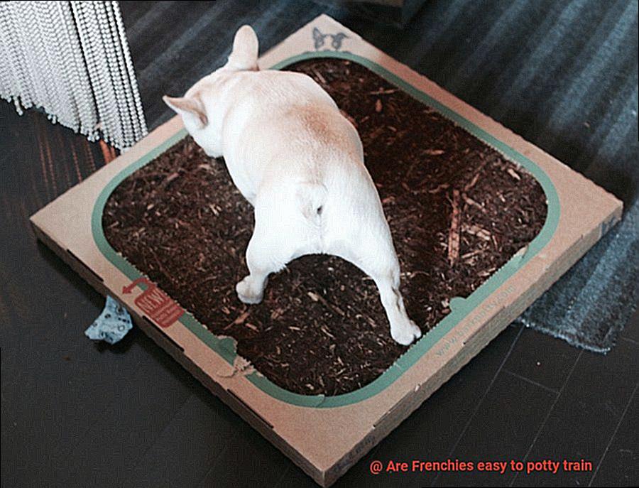 Are Frenchies easy to potty train-15
