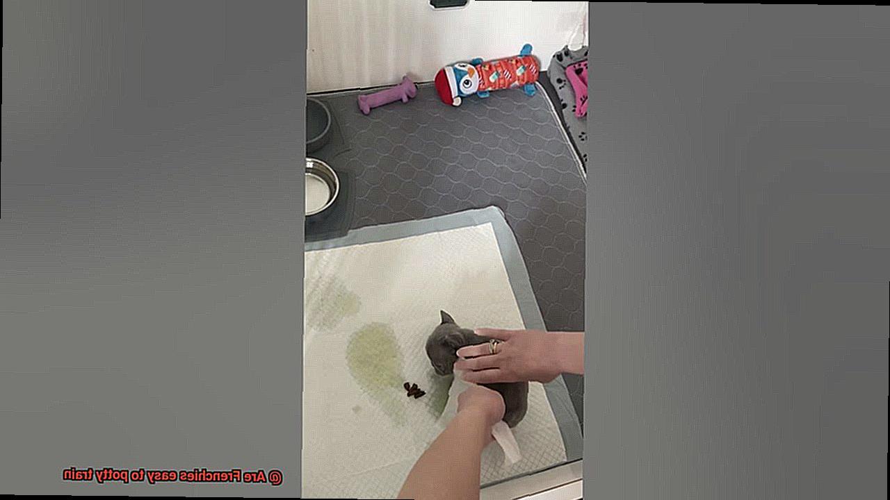 Are Frenchies easy to potty train-9