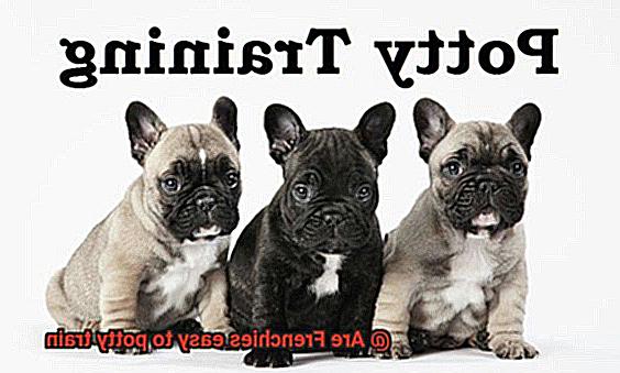 Are Frenchies easy to potty train-7