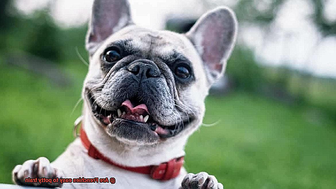 Are Frenchies easy to potty train-12