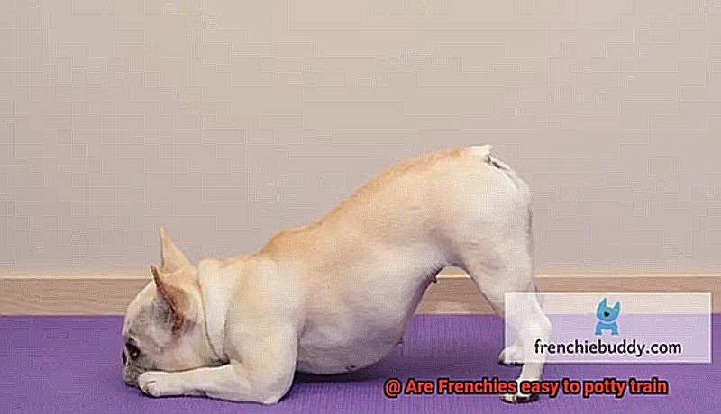 Are Frenchies easy to potty train-8