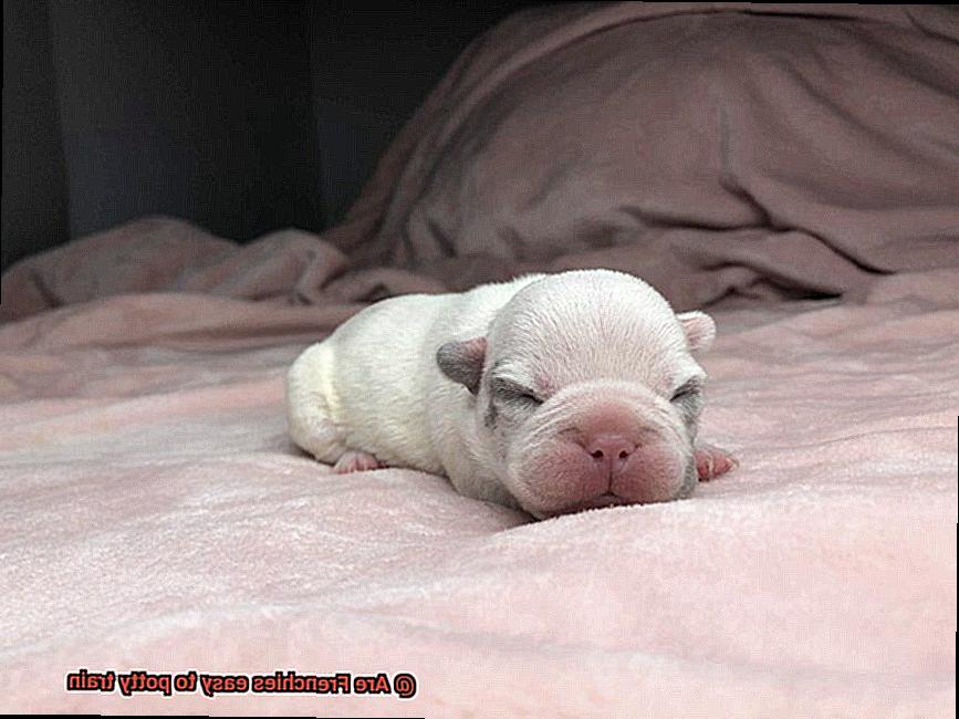 Are Frenchies easy to potty train-10