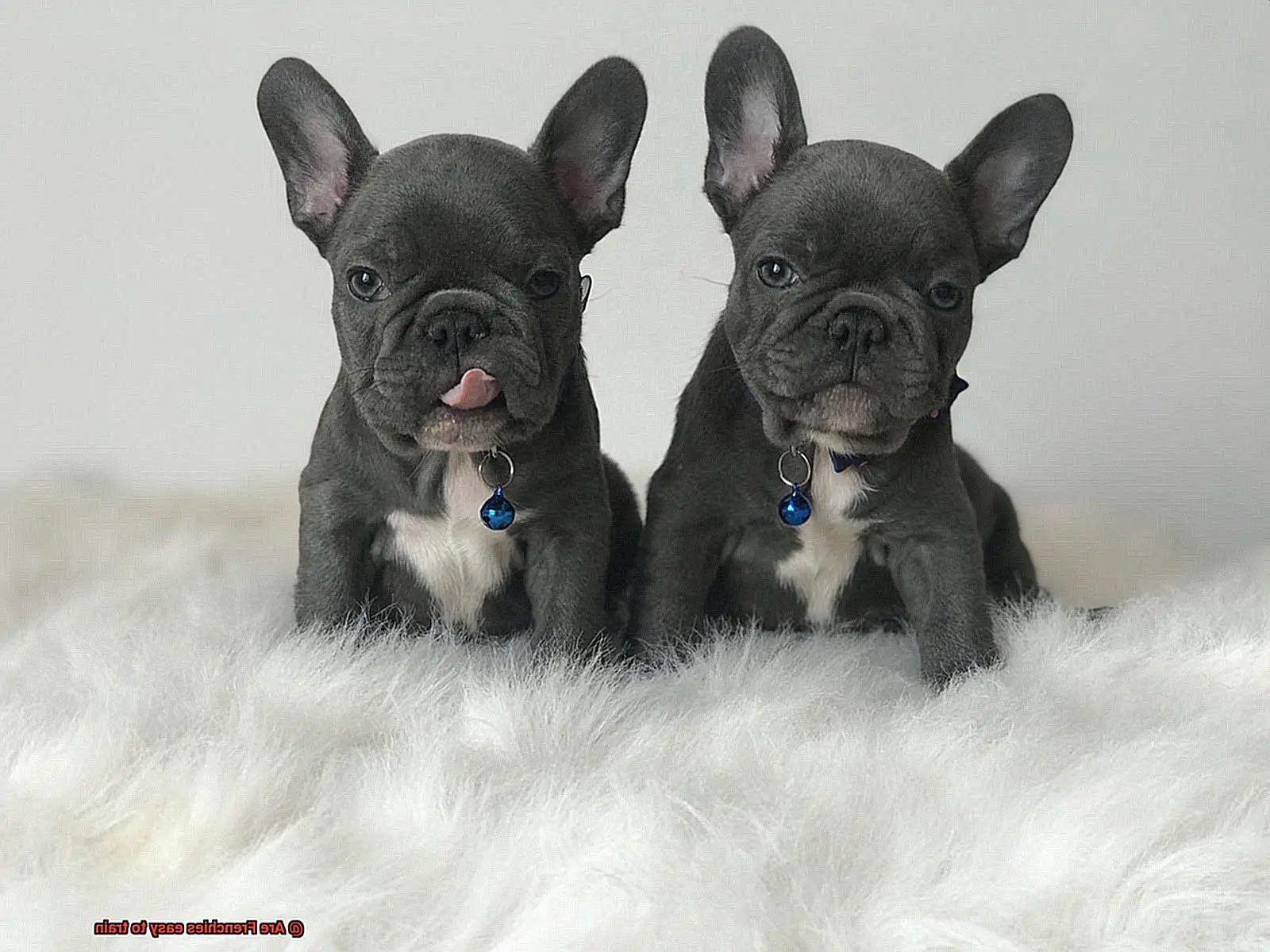 Are Frenchies easy to train-9
