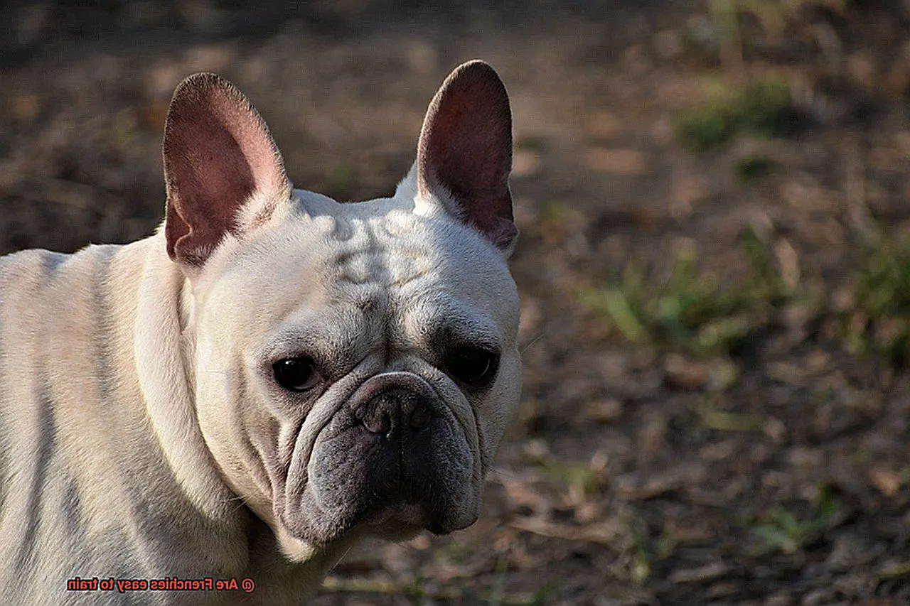 Are Frenchies easy to train-10