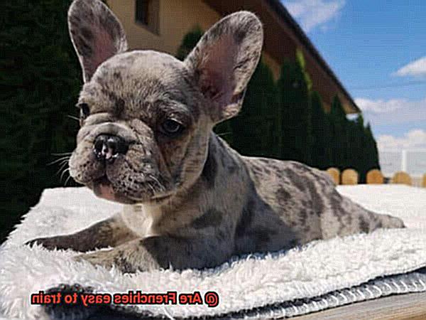 Are Frenchies easy to train-3