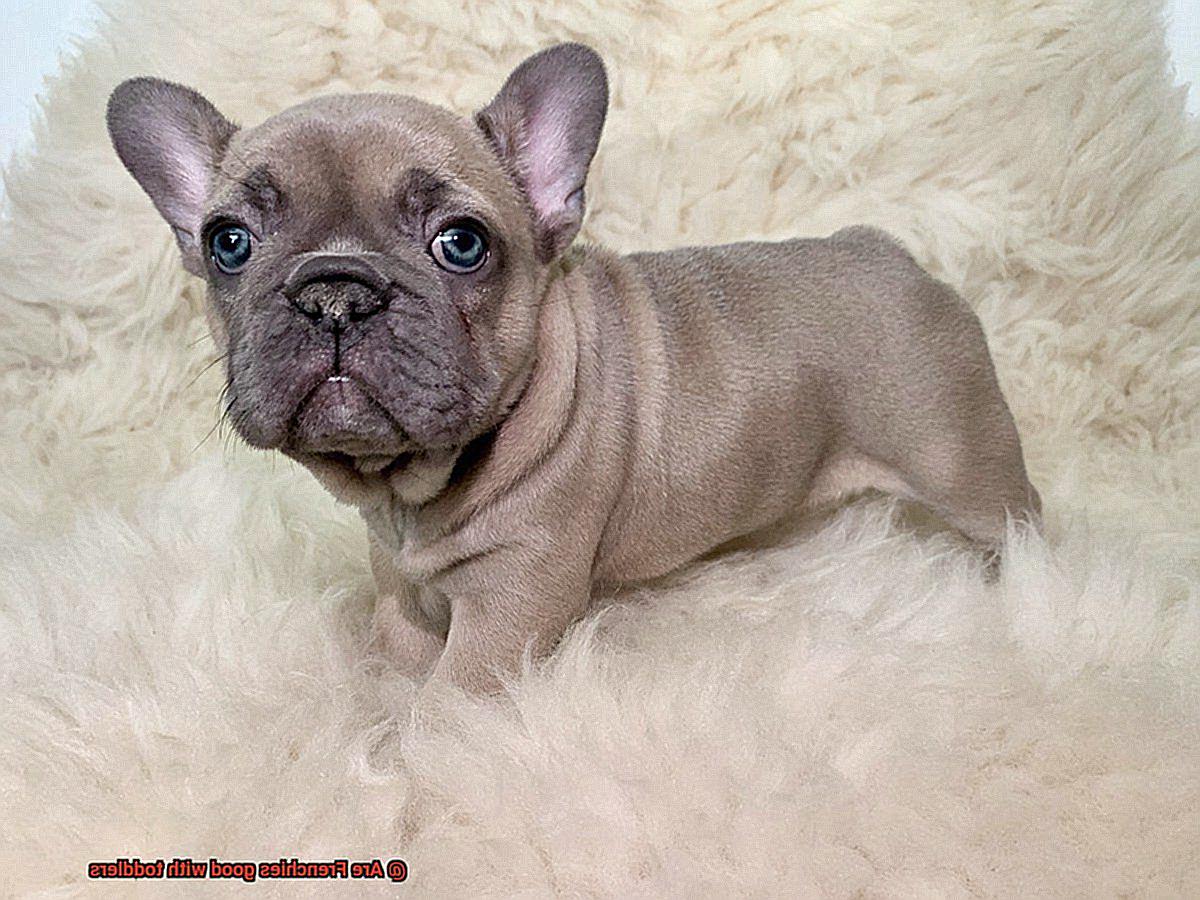 Are Frenchies good with toddlers-3
