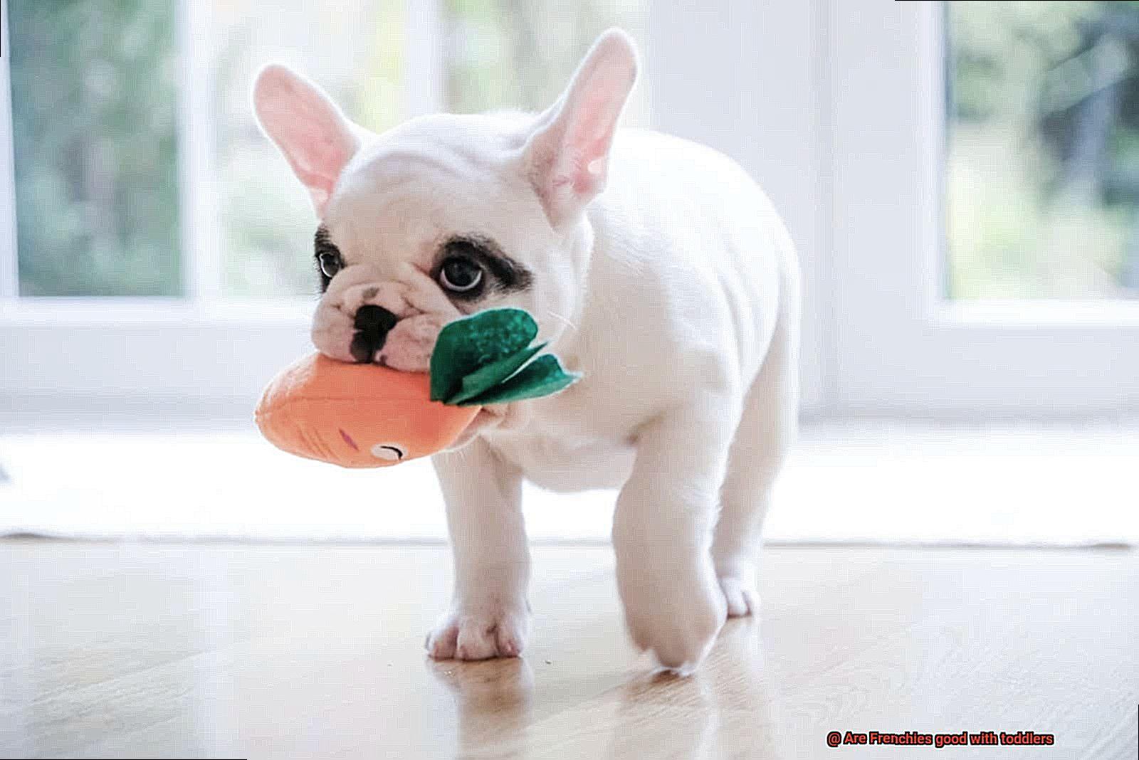Are Frenchies good with toddlers-7