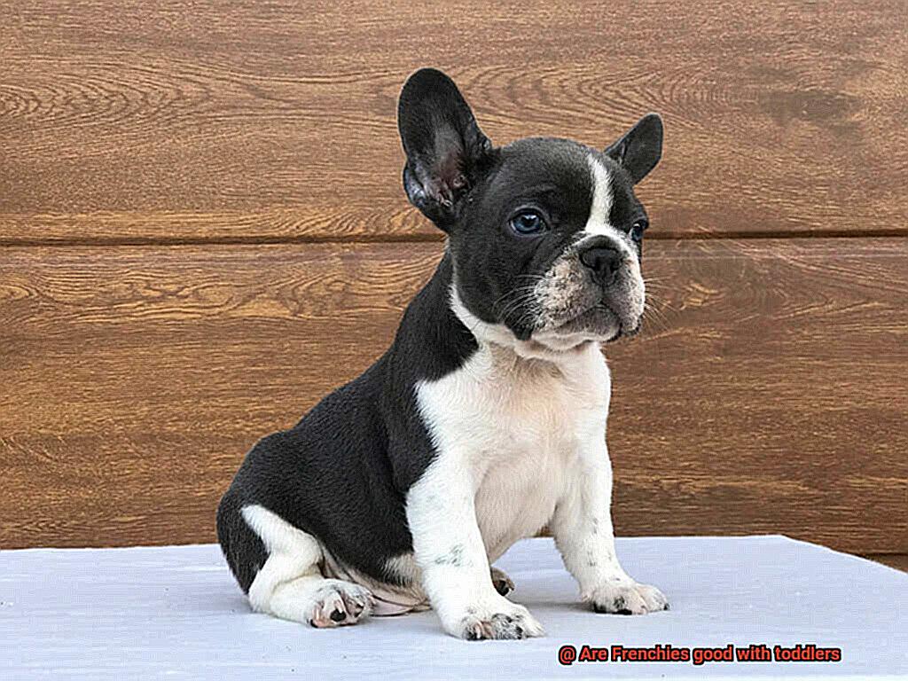 Are Frenchies good with toddlers-2