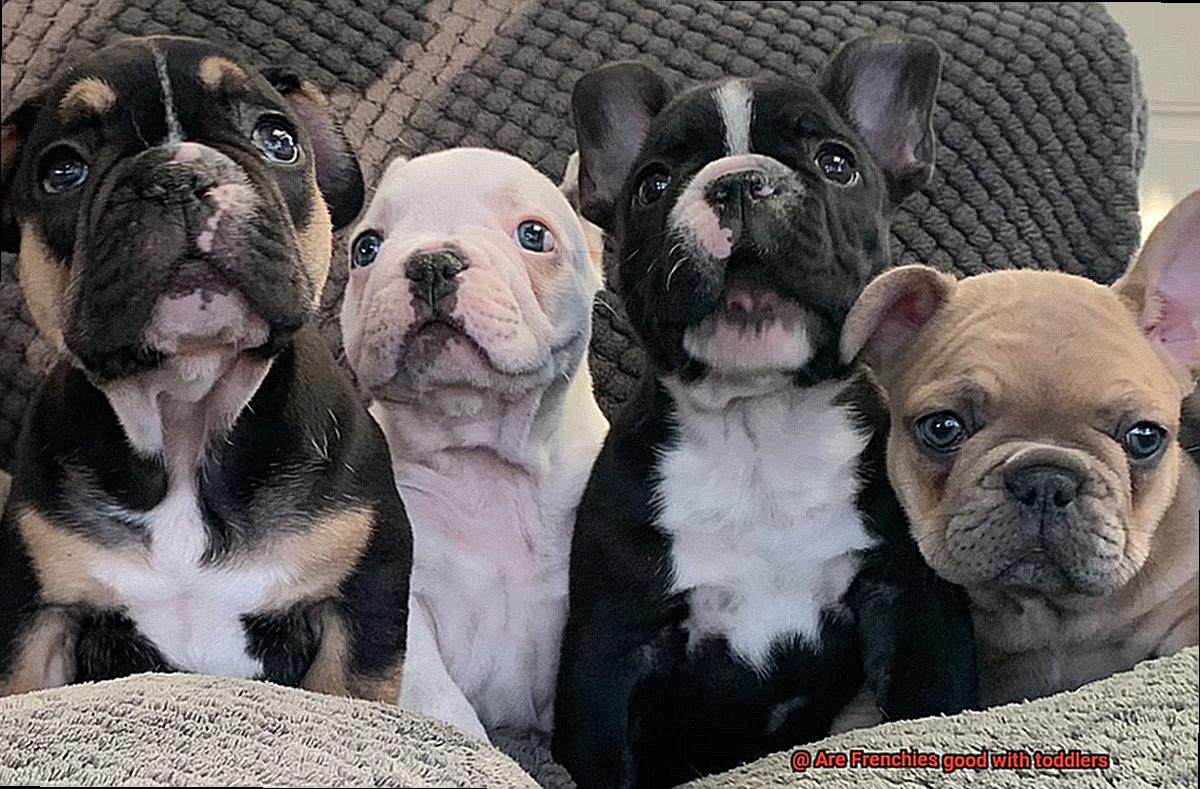 Are Frenchies good with toddlers-4