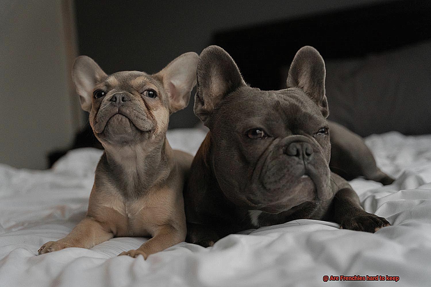 Are Frenchies hard to keep-3