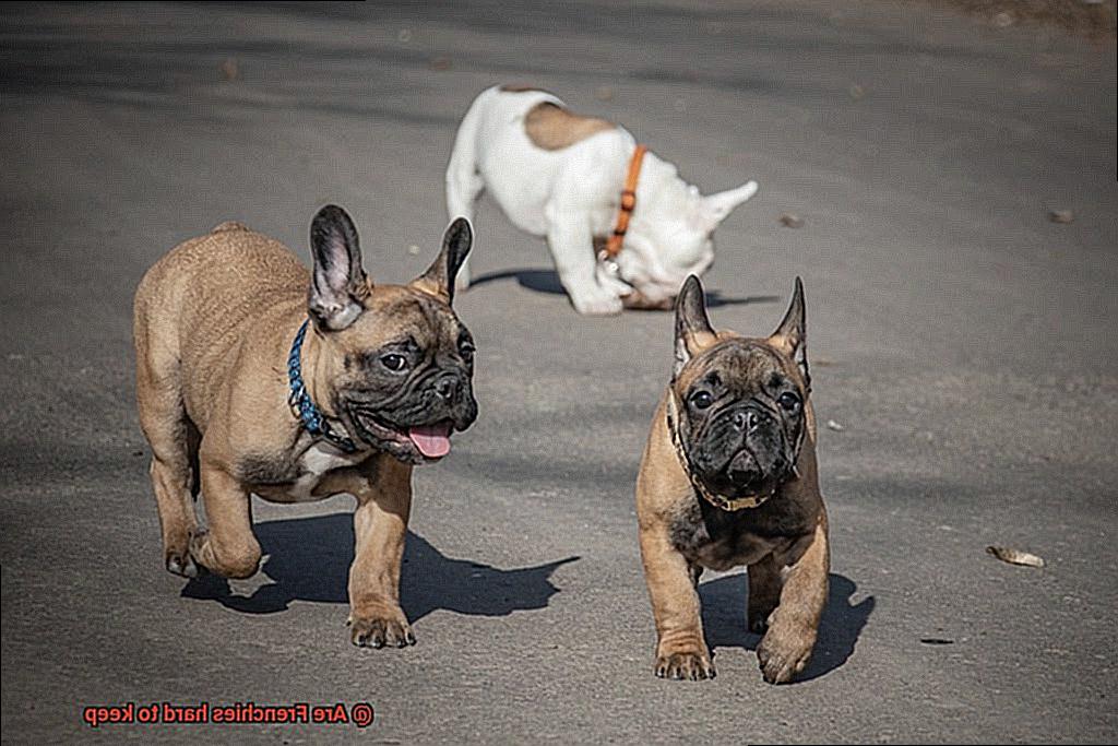 Are Frenchies hard to keep-6