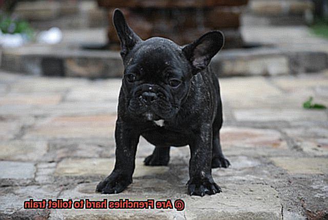 Are Frenchies hard to toilet train-14