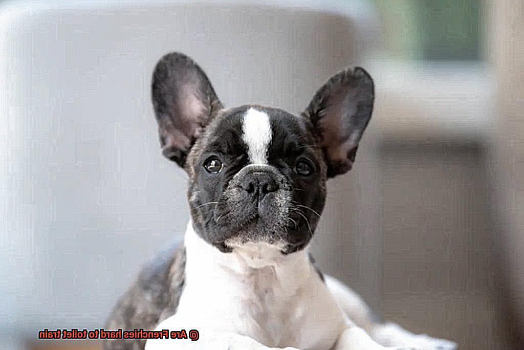 Are Frenchies hard to toilet train-10