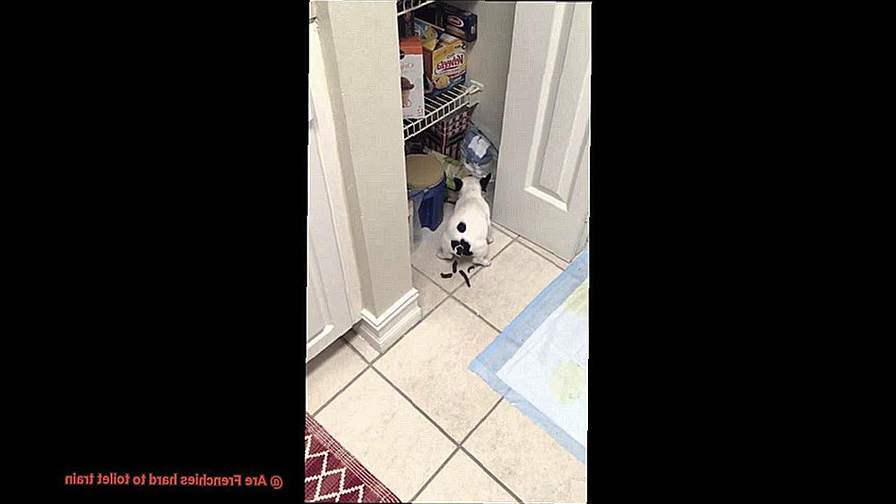 Are Frenchies hard to toilet train-11