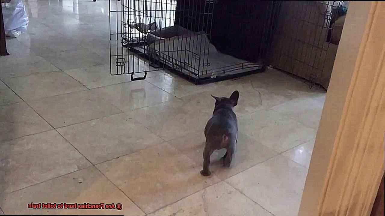 Are Frenchies hard to toilet train-4