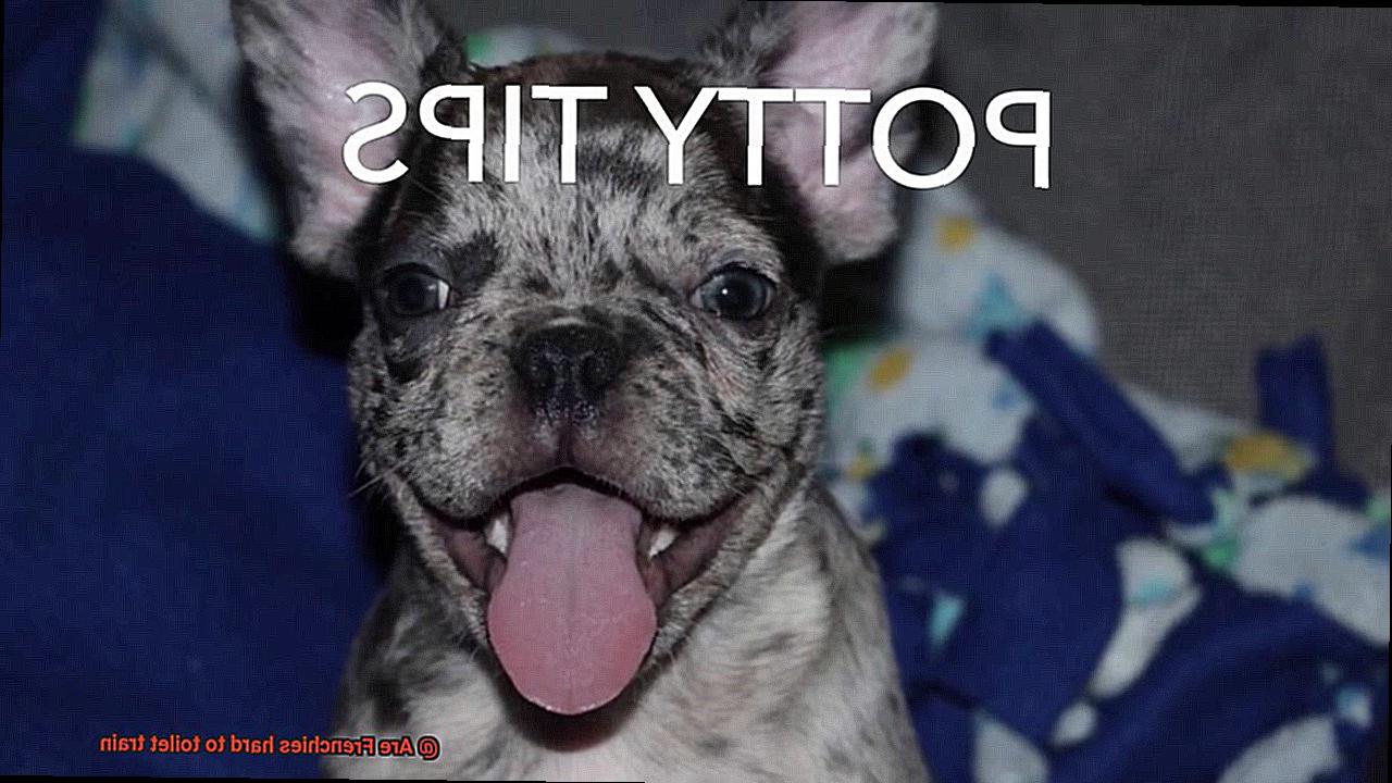 Are Frenchies hard to toilet train-8