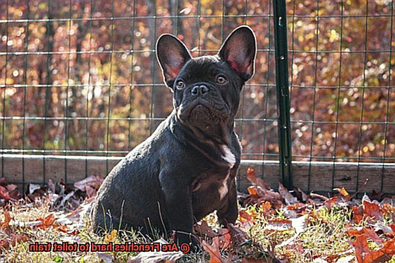 Are Frenchies hard to toilet train-6
