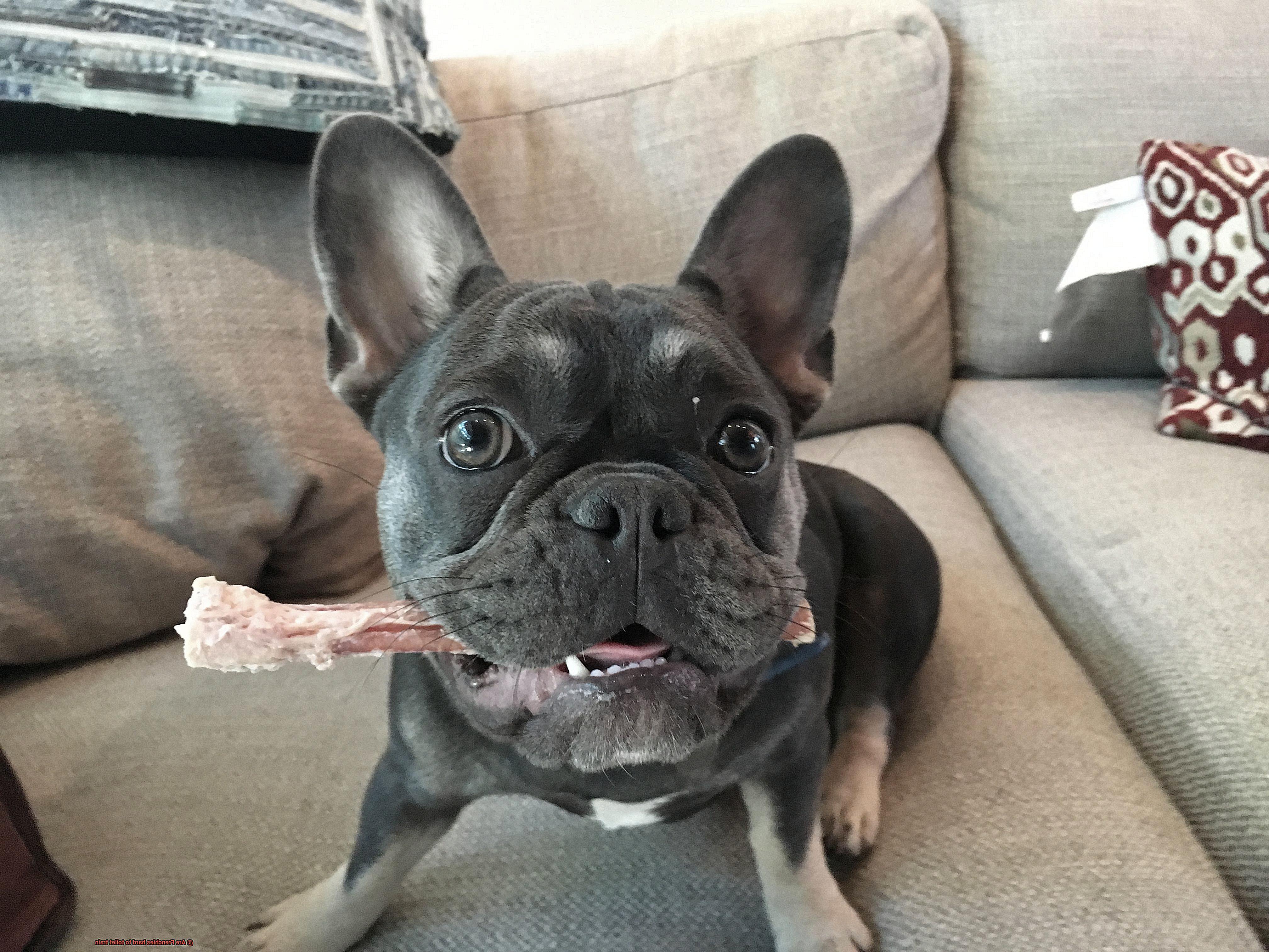 Are Frenchies hard to toilet train-2