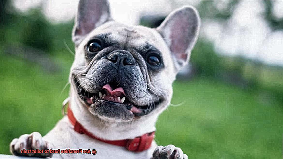 Are Frenchies hard to toilet train-5