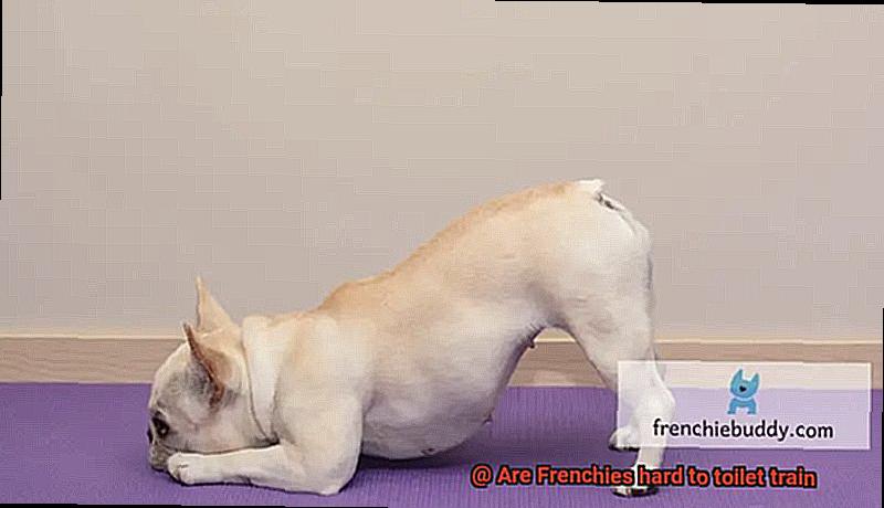 Are Frenchies hard to toilet train-12