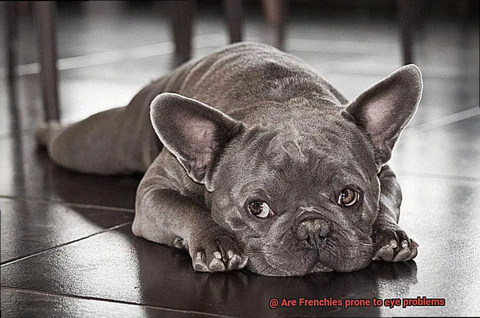 Are Frenchies prone to eye problems-3