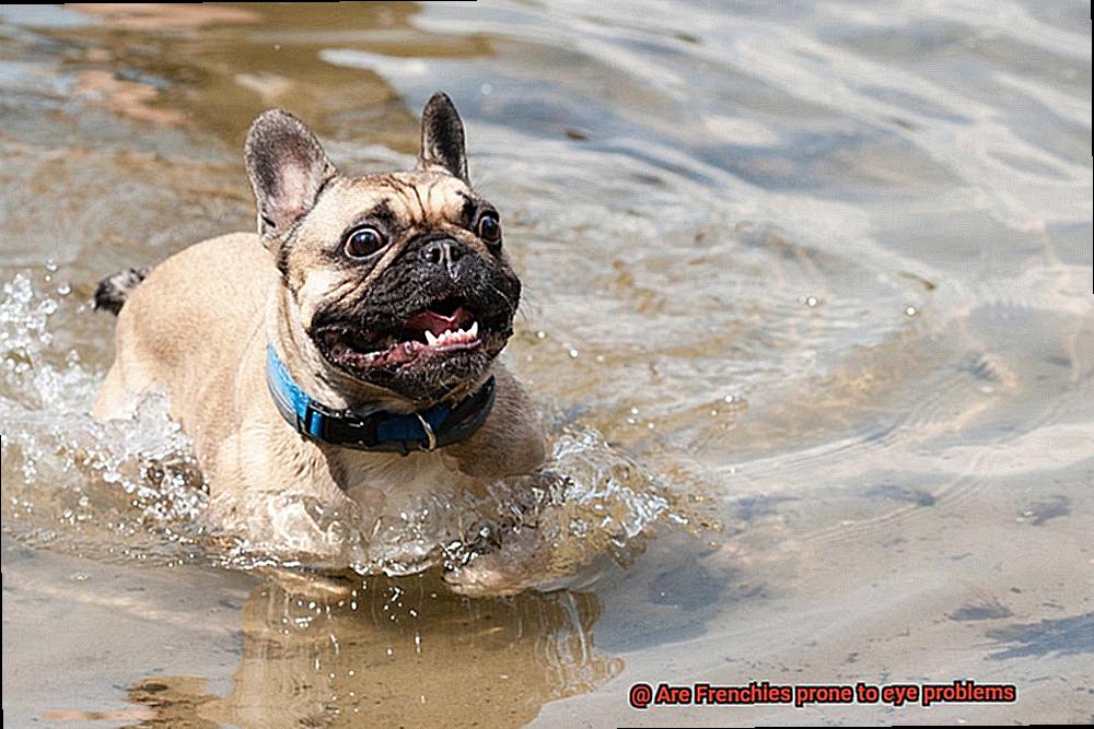 Are Frenchies prone to eye problems-2