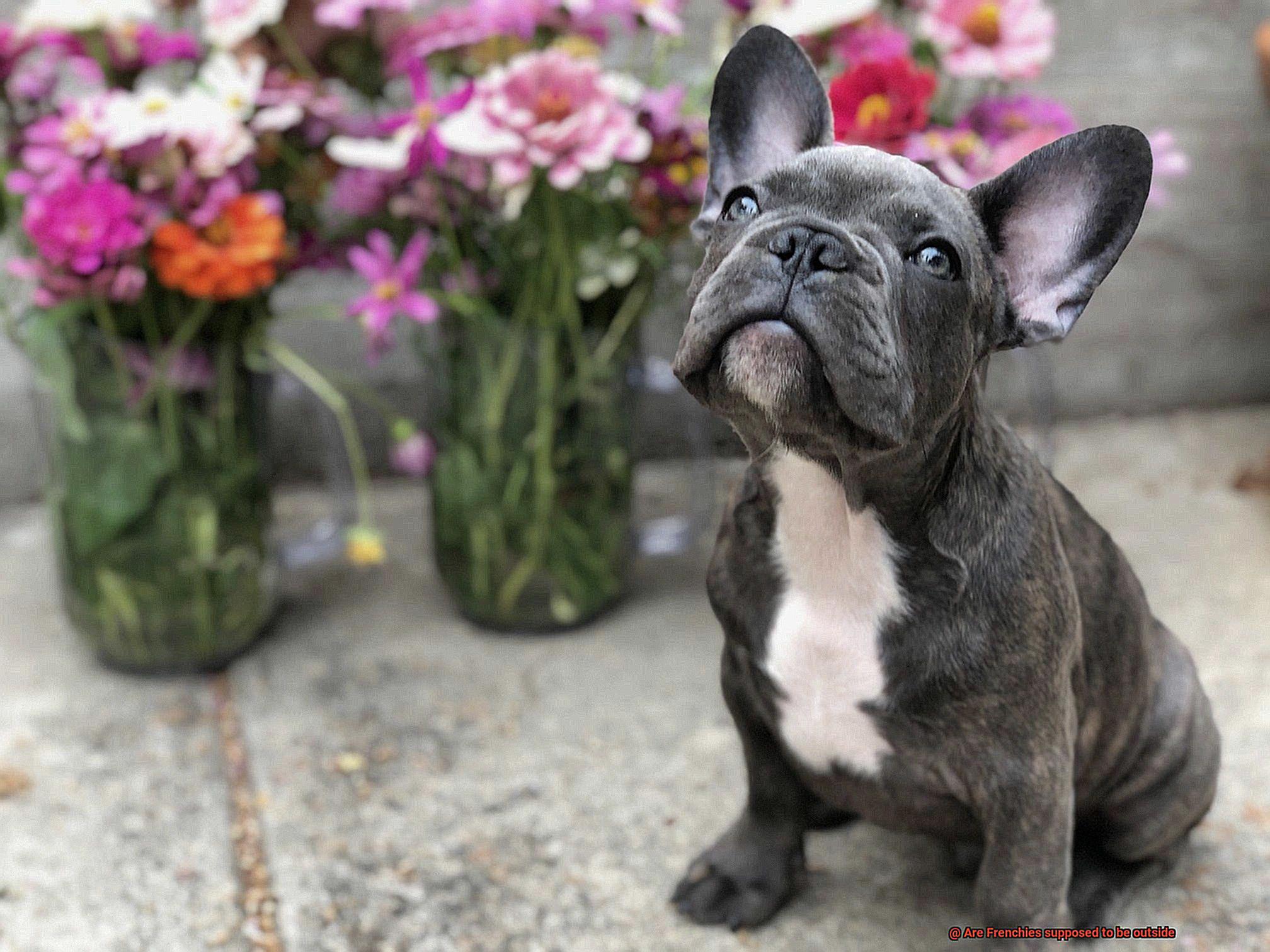 Are Frenchies supposed to be outside-2