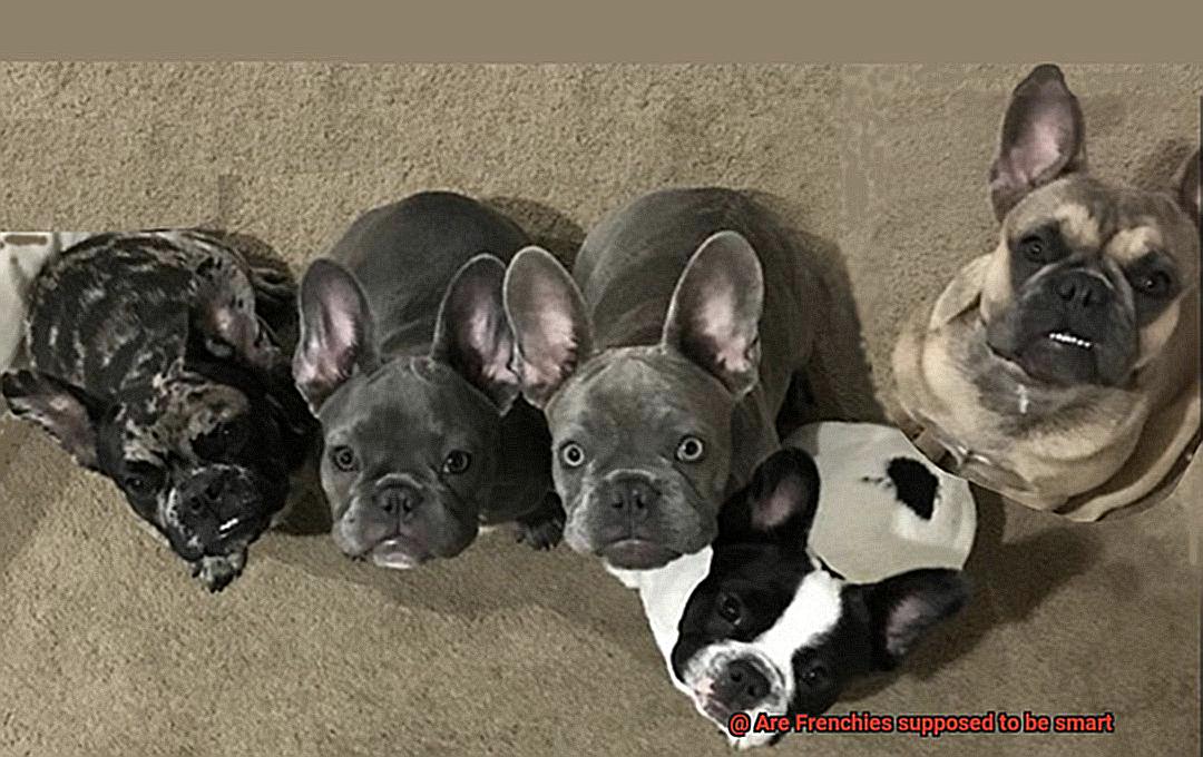 Are Frenchies supposed to be smart-7