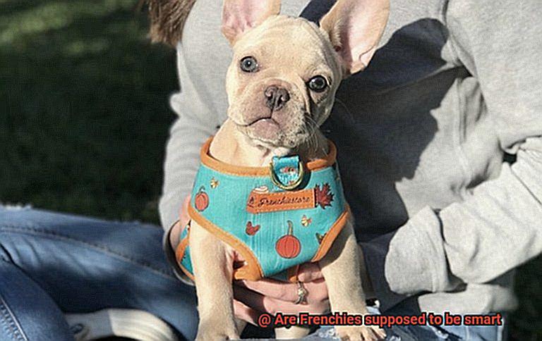 Are Frenchies supposed to be smart-8